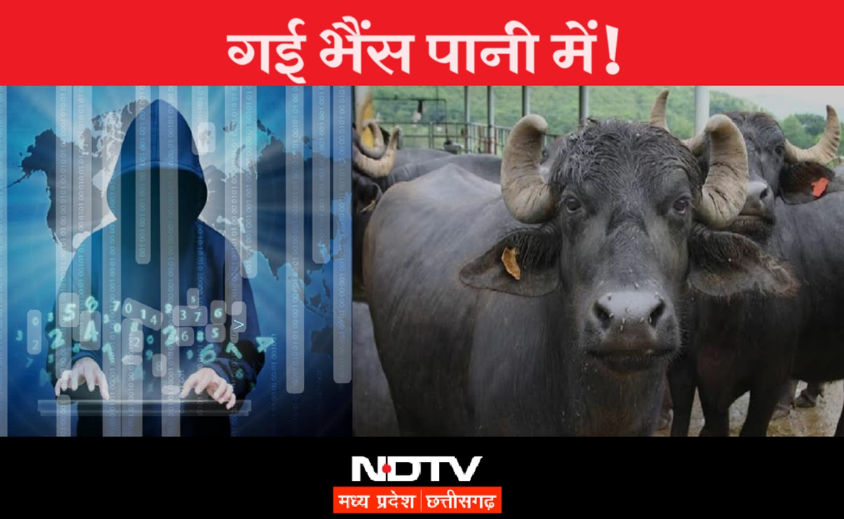 Online Fraud: भैंस खरीदने के चक्कर में फंस गया किसान, साइबर ठगों ने लगाया 52 हजार रुपये का चूना