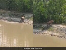 बाघिन अपने बच्चे को चलना सिखा रही थी, बाघ शावक करने लगा मां की नकल, प्यारा Video आपको मुस्कुराने पर कर देगा मजबूर बाघिन अपने बच्चे को चलना सिखा रही थी, बाघ शावक करने लगा मां की नकल, प्यारा Video आपको मुस्कुराने पर कर देगा मजबूर
