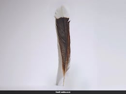 Feather Of New Zealand's Extinct Huia Bird Auctioned For Rs. 23 Lakh Feather Of New Zealand's Extinct Huia Bird Auctioned For Rs. 23 Lakh