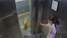 Video: Girl Bitten By Dog In Lift At Noida Apartment