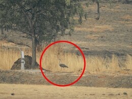 पुन्हा दिसला दुर्मीळ माळढोक पक्षी, नान्नज अभयारण्यातील गणनेत कुदळ्या पक्ष्यांच्या संख्येत वाढ पुन्हा दिसला दुर्मीळ माळढोक पक्षी, नान्नज अभयारण्यातील गणनेत कुदळ्या पक्ष्यांच्या संख्येत वाढ