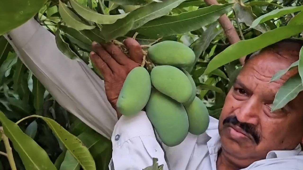 Mango man : कोटा के इस किसान के बाग में उगते हैं पूरे साल आम, देखिए कैसे किया ये कमाल