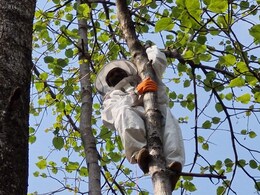 200 परिवारों के जीवन में घुली मिठास, शहद बेचकर हो रही तगड़ी कमाई 200 परिवारों के जीवन में घुली मिठास, शहद बेचकर हो रही तगड़ी कमाई