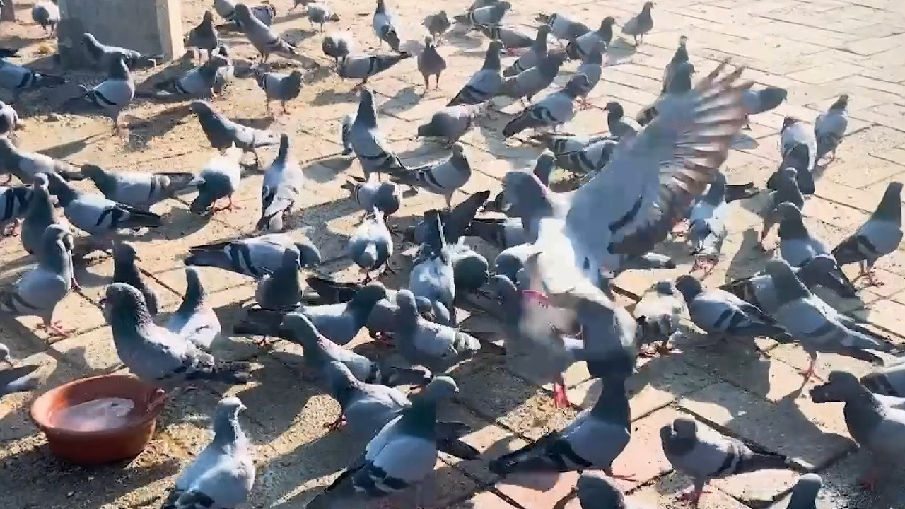 Lung Diseases Causes: कबूतरों के सम्पर्क में आप हैं तो हो जाएं सावधान, हो सकती है फेफड़ों की बीमारी