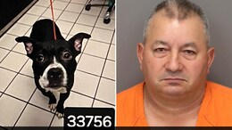 US Man Accused Of Beheading Dog He Adopted From Shelter One Day Earlier