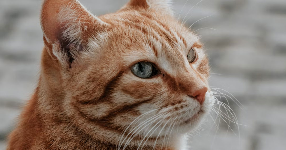 what-your-favourite-animal-says-about-you