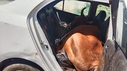 Cow Smuggling: कार में बिठा रखी थी गाय, पुलिस से बचने के लिए गौ-तस्कर अब लग्जरी वाहनों का भी कर रहे प्रयोग, फर्जी नंबर प्लेट भी मिली