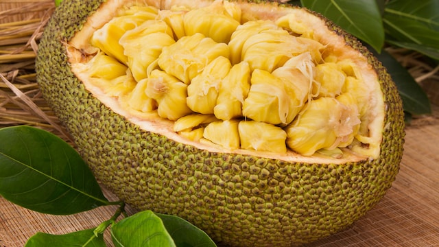 Consuming jackfruit is a great way to enhance immunity as it's rich in vitamin C & antioxidants