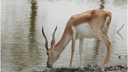 Blackbuck Sanctuary: राजस्थान में बढ़ रहा काले हिरण का कुनबा, भीषण गर्मी से बचाने के लिए तालछापर में किए गए ये इंतजाम