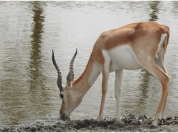 Blackbuck Sanctuary: राजस्थान में बढ़ रहा काले हिरण का कुनबा, भीषण गर्मी से बचाने के लिए तालछापर में किए गए ये इंतजाम