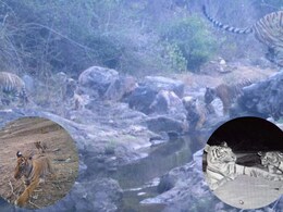 सरिस्का में विलुप्त हो रहे बाघों का बढ़ रहा है कुनबा, 7 नए शावकों के साथ संख्या पहुंची 40