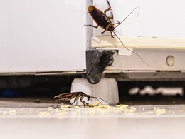 Cockroaches In the Kitchen? Try These 5 Easy Ways To Keep These Insects At Bay Cockroaches In the Kitchen? Try These 5 Easy Ways To Keep These Insects At Bay