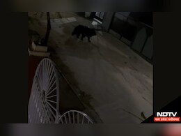 CG News: इस जिले में बढ़ रहा है भालुओं का आतंक, दीवार फांदकर घर के अंदर घुस रहे भालू, देखें वीडियो CG News: इस जिले में बढ़ रहा है भालुओं का आतंक, दीवार फांदकर घर के अंदर घुस रहे भालू, देखें वीडियो