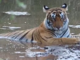 तपती गर्मी से राहत पाने के लिए तालाब में बैठकर आराम करता दिखा बाघ, अद्भुत नज़ारे का Video वायरल तपती गर्मी से राहत पाने के लिए तालाब में बैठकर आराम करता दिखा बाघ, अद्भुत नज़ारे का Video वायरल