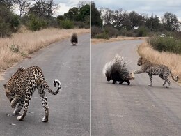 साही के कांटेदार पंख से घायल हो गया तेंदुआ, लेकिन नहीं मानी हार, करने लगा शिकार का पीछा और फिर जो हुआ... साही के कांटेदार पंख से घायल हो गया तेंदुआ, लेकिन नहीं मानी हार, करने लगा शिकार का पीछा और फिर जो हुआ...