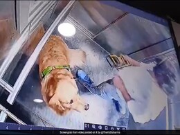 Shocking Video Shows Dog Walker Violently Hitting Pet In Gurugram Society Lift Shocking Video Shows Dog Walker Violently Hitting Pet In Gurugram Society Lift