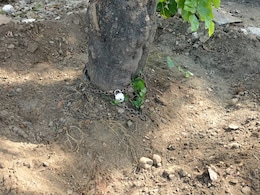 नागपुरात झाडांच्या बुंध्यांना चक्क टाळं ठोकलंय, पण कारण काय?