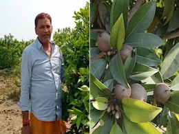 Rajasthan: भरतपुर में चीकू की बागवानी कर लाखों रुपये कमा रहे किसान, एक पौधे से होता है 130 किलो उत्पादन  Rajasthan: भरतपुर में चीकू की बागवानी कर लाखों रुपये कमा रहे किसान, एक पौधे से होता है 130 किलो उत्पादन