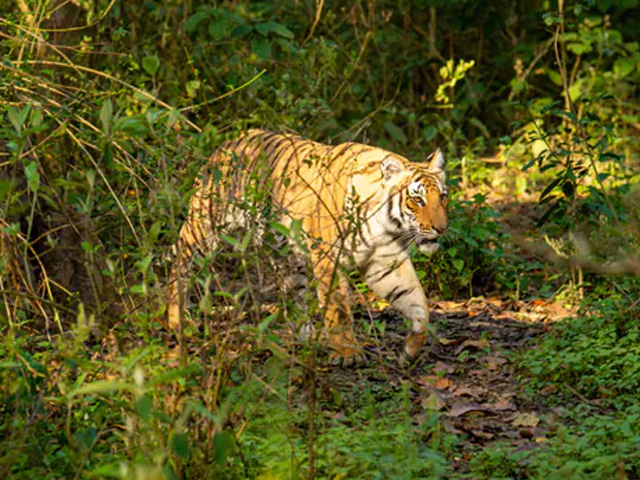 Supreme Court Stops All Mining Activities Around Tiger Reserve In Rajasthan