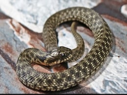 These Snakes Put On Award-Winning Death Show To Fool Predators These Snakes Put On Award-Winning Death Show To Fool Predators