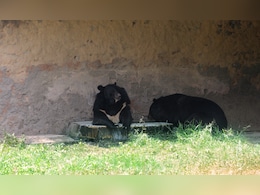 Rajasthan: मुकंदरा टाइगर रिजर्व का भालू कोटा थर्मल पॉवर प्लांट में घुसा,प्लांट कर्मचारियों की रिजर्व में छोड़ने की मांग