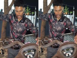 स्कूटी के अगले हिस्से पर लटकती दिखी पूंछ, देखा तो फ्रंट लाइट के अंदर छिपा बैठा था विशाल कोबरा, निकाला जाने लगा तो... स्कूटी के अगले हिस्से पर लटकती दिखी पूंछ, देखा तो फ्रंट लाइट के अंदर छिपा बैठा था विशाल कोबरा, निकाला जाने लगा तो...