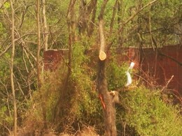 जल संकट के बीच 1100 पेड़ काटने पर विवाद, दिल्ली के एलजी पर 'आप' का आरोप