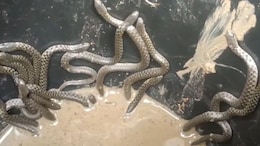 Video: Over 30 Snakes Crawl Out Of Bathroom In Assam Home