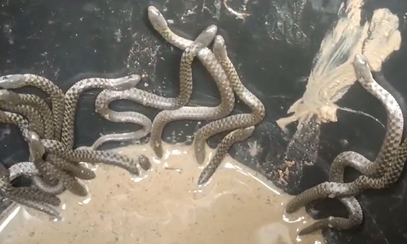 Video: Over 30 Snakes Crawl Out Of Bathroom In Assam Home