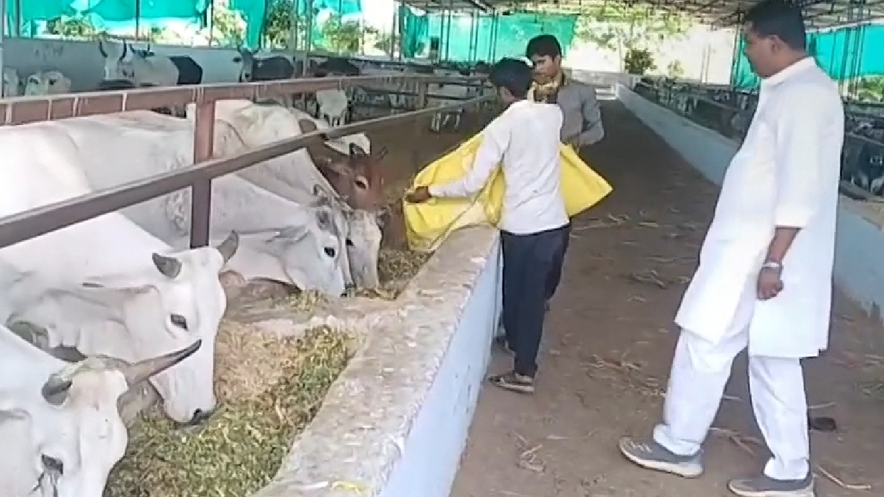 झालावाड़ में गौशाला में खास इंतजाम गौमाता के लिए लगाए गए कूलर