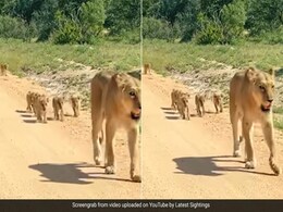 मां के साथ चलने के लिए आपस में रेस लगाते दिखे 6 शेर के बच्चे, पहले नहीं देखा होगा जंगल का ऐसा मनमोहक नज़ारा मां के साथ चलने के लिए आपस में रेस लगाते दिखे 6 शेर के बच्चे, पहले नहीं देखा होगा जंगल का ऐसा मनमोहक नज़ारा