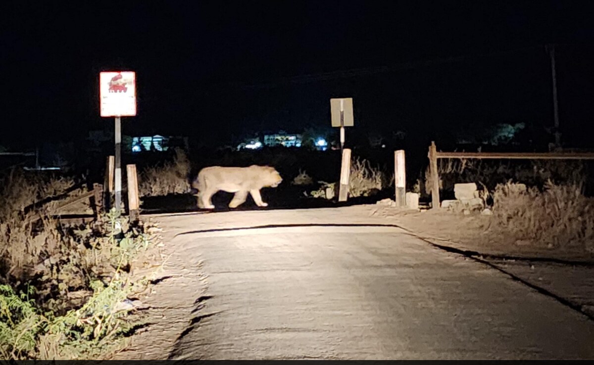 Video: A Lion's Night Stroll Along Railway Track In Gujarat