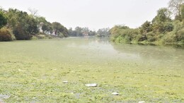 Betwa River: 'MP की गंगा' में गंदगी का अंबार... चुनावों में उठता है सफाई का मुद्दा, लेकिन हर बार वही बुरा हाल