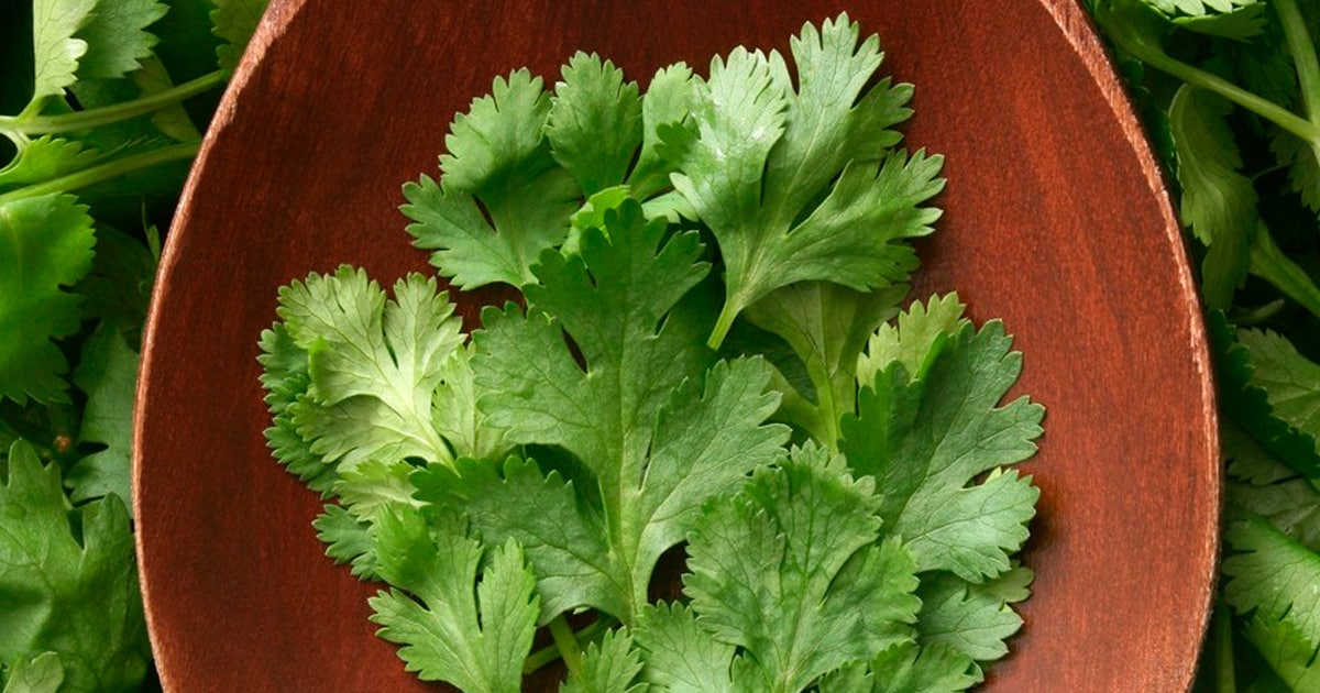 5 Ways To Keep Coriander Fresh For Long