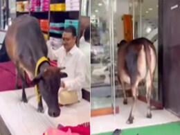 साड़ी की दुकान में घुस गई गाय, अंदर जाकर सीधे मालिक के बगल में बैठी, आगे जो हुआ, Video कर देगा हैरान साड़ी की दुकान में घुस गई गाय, अंदर जाकर सीधे मालिक के बगल में बैठी, आगे जो हुआ, Video कर देगा हैरान
