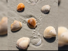 सीप क्या होता है, समुद्र में आते कहां से हैं? जानें इनके फायदे से लेकर सबकुछ