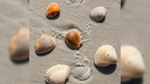 सीप क्या होता है, समुद्र में आते कहां से हैं? जानें इनके फायदे से लेकर सबकुछ