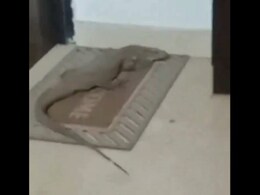 VIDEO: जब लखनऊ के फ्लैट में घुसी गोह, देखते ही मचा हड़कंप VIDEO: जब लखनऊ के फ्लैट में घुसी गोह, देखते ही मचा हड़कंप