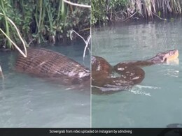 विशाल एनाकोंडा के साथ-साथ पानी में तैरता दिखा शख्स, कैमरे में कैद हुआ रोंगटे खड़े कर देने वाला नज़ारा विशाल एनाकोंडा के साथ-साथ पानी में तैरता दिखा शख्स, कैमरे में कैद हुआ रोंगटे खड़े कर देने वाला नज़ारा