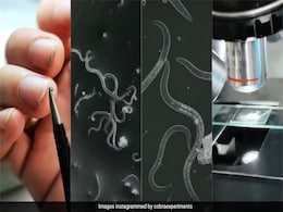 अपने ही नाखूनों से लगने लगेगा डर, अगर देख लिया ये Video, यहां छुपे बैठे हैं लाखों बैक्टीरिया, माइक्रोस्कोप से देखें अपने ही नाखूनों से लगने लगेगा डर, अगर देख लिया ये Video, यहां छुपे बैठे हैं लाखों बैक्टीरिया, माइक्रोस्कोप से देखें