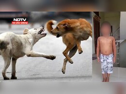 भोपाल में आवारा कुत्तों का कहर ! फिर किया मासूम पर हमला, बाल-बाल बची जान