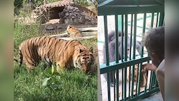 भीषण गर्मी को देखते हुए वन्यजीवों का बदल गया रूटीन, वेटनरी डॉक्टरों ने करवाए ये खास इंतेजाम