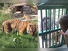 भीषण गर्मी को देखते हुए वन्यजीवों का बदल गया रूटीन, वेटनरी डॉक्टरों ने करवाए ये खास इंतेजाम