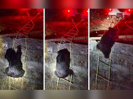 50 फुट विहिरीत पडलेल्या अस्वलाला 10 तासानंतर बाहेर काढण्यात यश