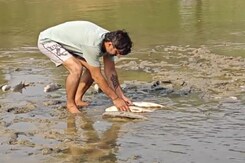 Hundreds Of Fish Found Dead Due To Lack Of Water In A Pond In Haryana Hundreds Of Fish Found Dead Due To Lack Of Water In A Pond In Haryana