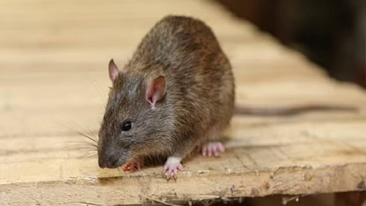 छिंदवाड़ा: सरकारी अस्पताल में चूहों ने मरीज के पैर कुतरे, मचाया आतंक