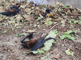 राजस्थान के इस जिले में 300 चमागदड़ों की मौत से लोगों में दहशत, संक्रमण की आशंका