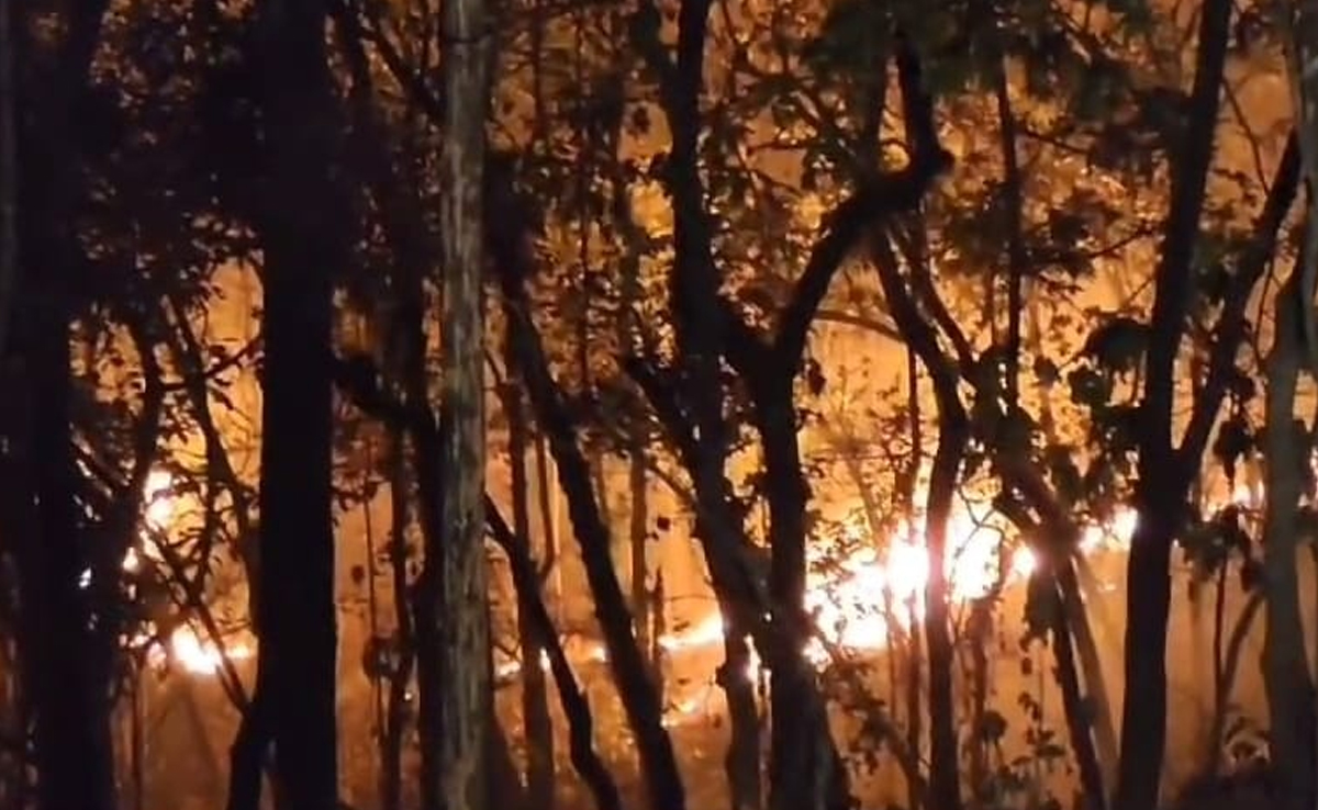 Surajpur के जंगलों में लगी भीषण आग की चपेट में आया आसपास का क्षेत्र, आग पर पाया गया काबू