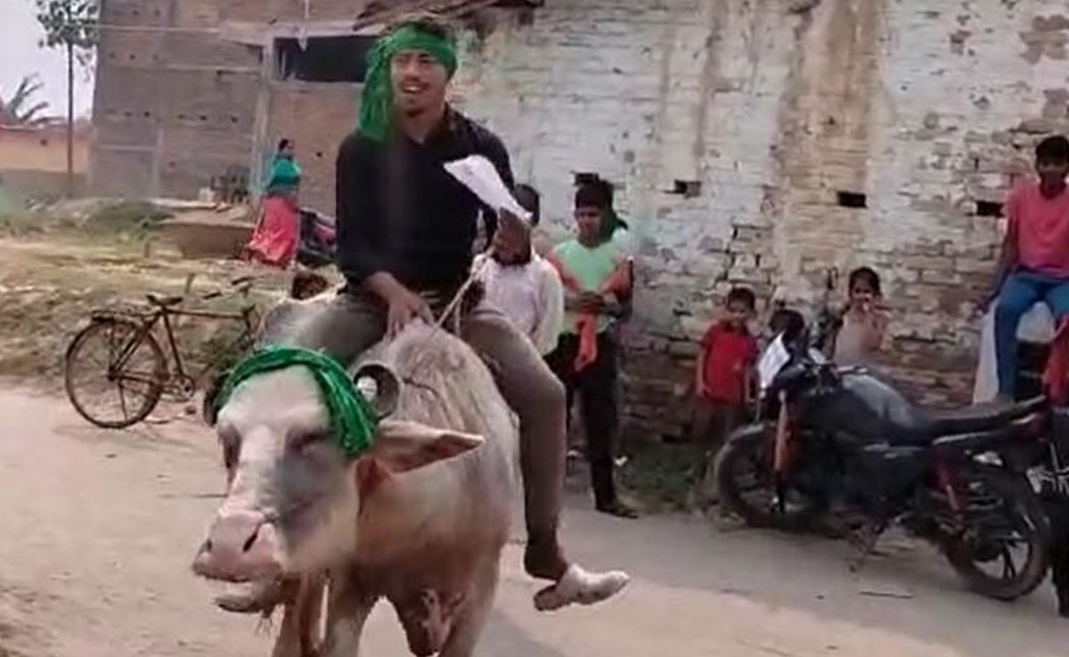 Watch: It Was His First Vote. So He Rode A Buffalo To Polling Station