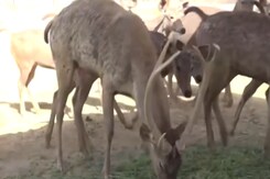 नाहरगढ़ पार्क में तपती धूप के कारण जानवरों को दिया जा रहा VIP ट्रीटमेंट नाहरगढ़ पार्क में तपती धूप के कारण जानवरों को दिया जा रहा VIP ट्रीटमेंट